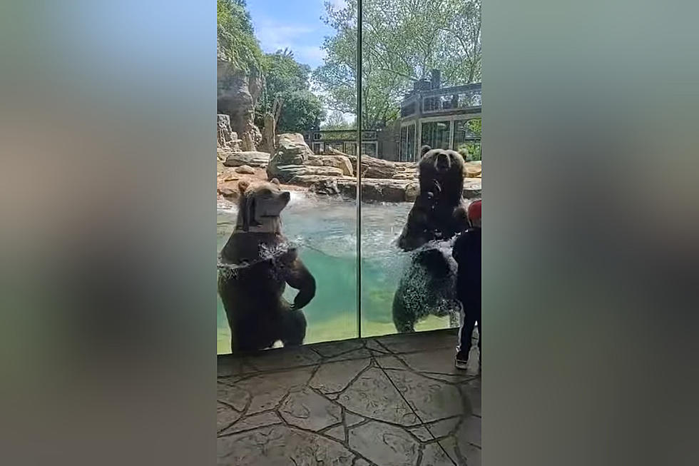 Watch St. Louis Zoo Bears Create a Wave Pool for their Fans