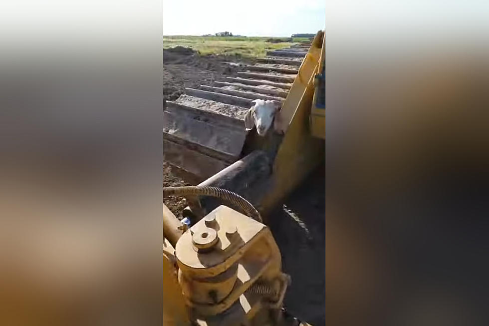 Watch the Illinois Goat Who Got Trapped Inside of a Bulldozer