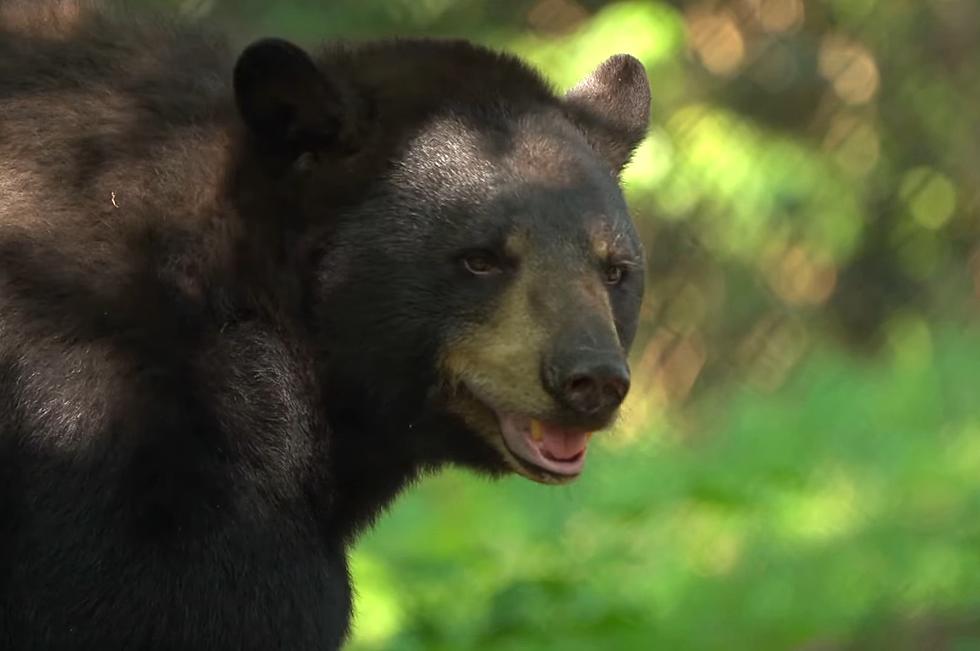 Missourians Being Warned That They’re Likely to See More Bears