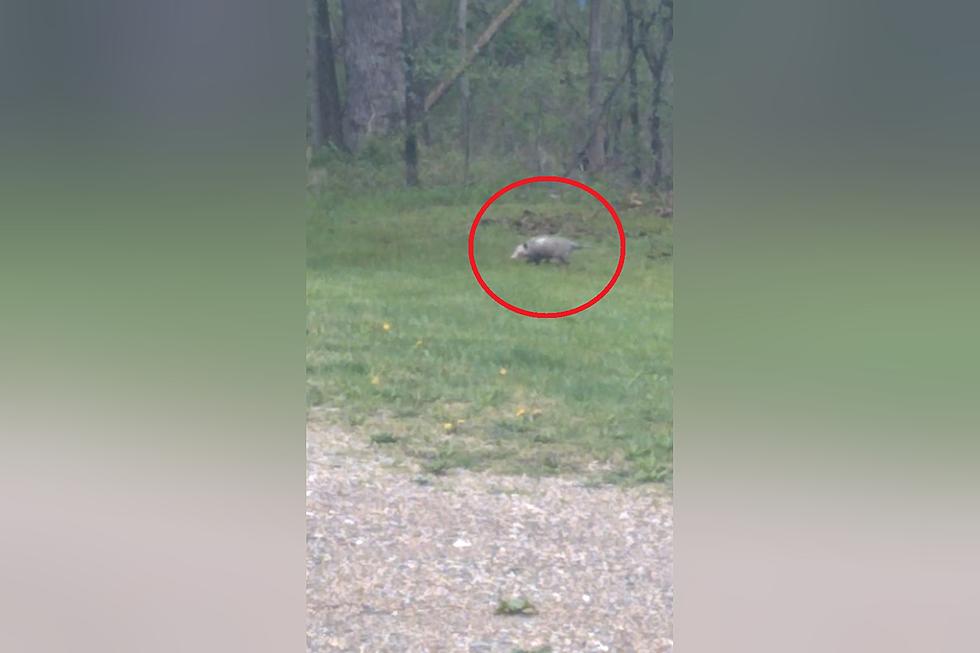 Someone Shared Video of a Missouri Possum Doing Donuts