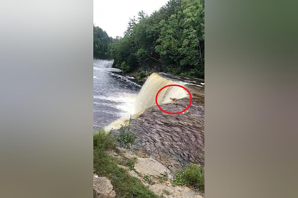 Watch a Daredevil Deer Jump Off a 50 Foot Waterfall and Live