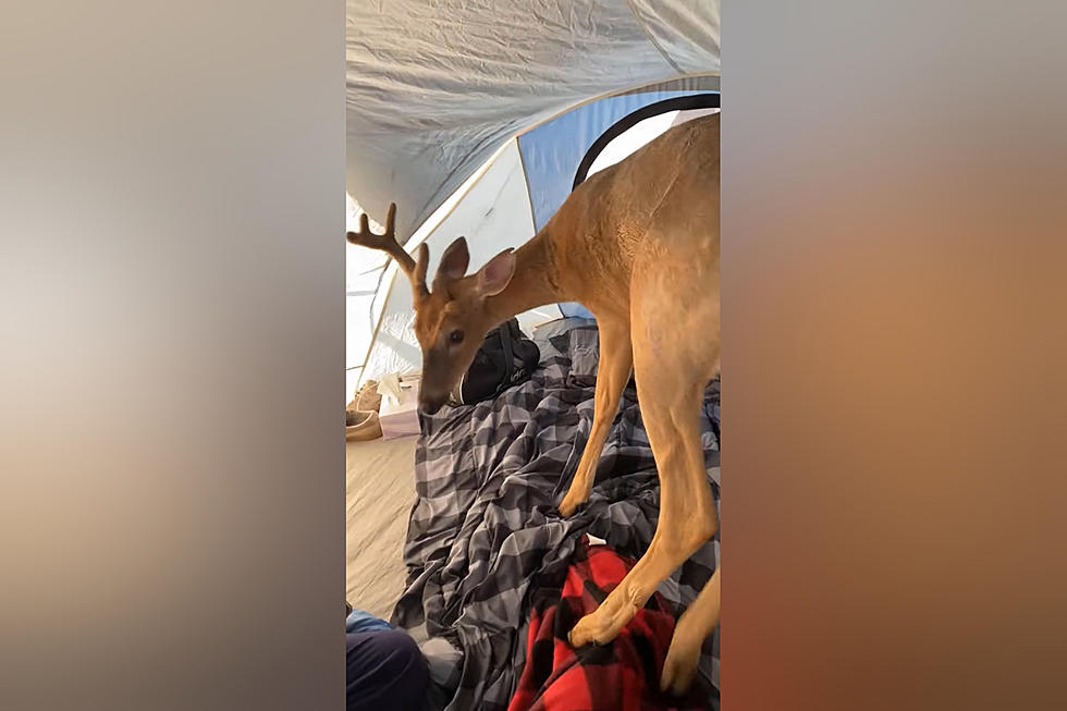 Midwestern Campers Surprised When Deer Joins Them in Their Tent