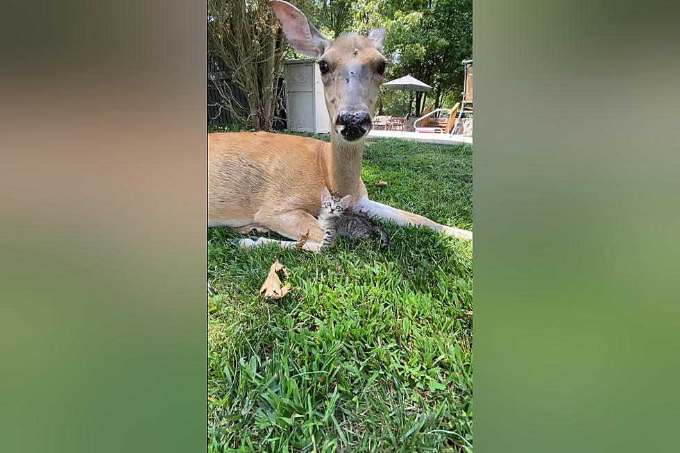 Cuteness Overload: This Missouri Deer and Kitten are Best Buds