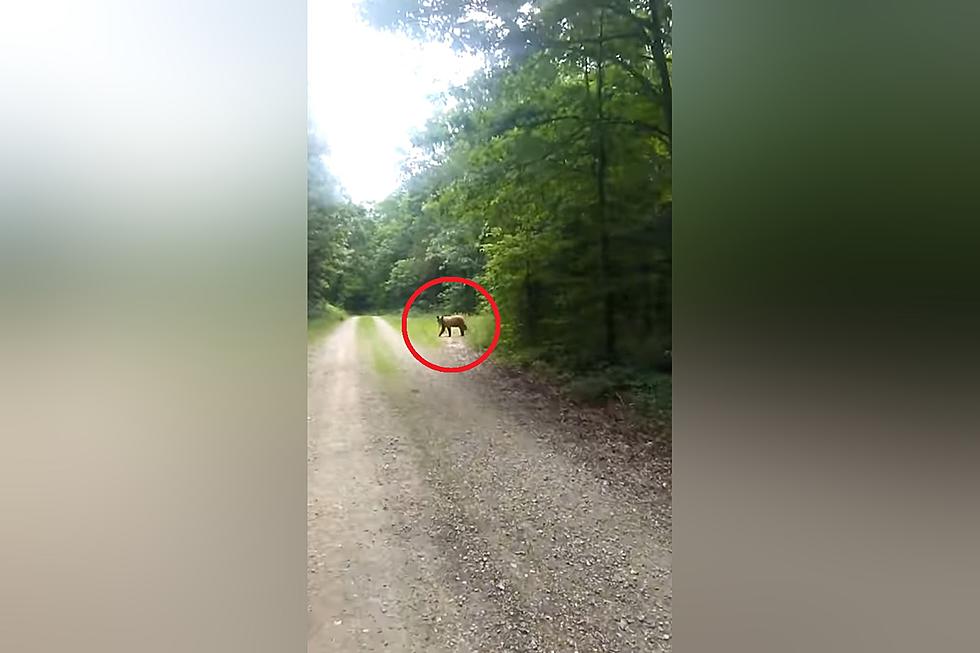 Missouri Redneck Meets Bear on Trail, Decides to Chase Him