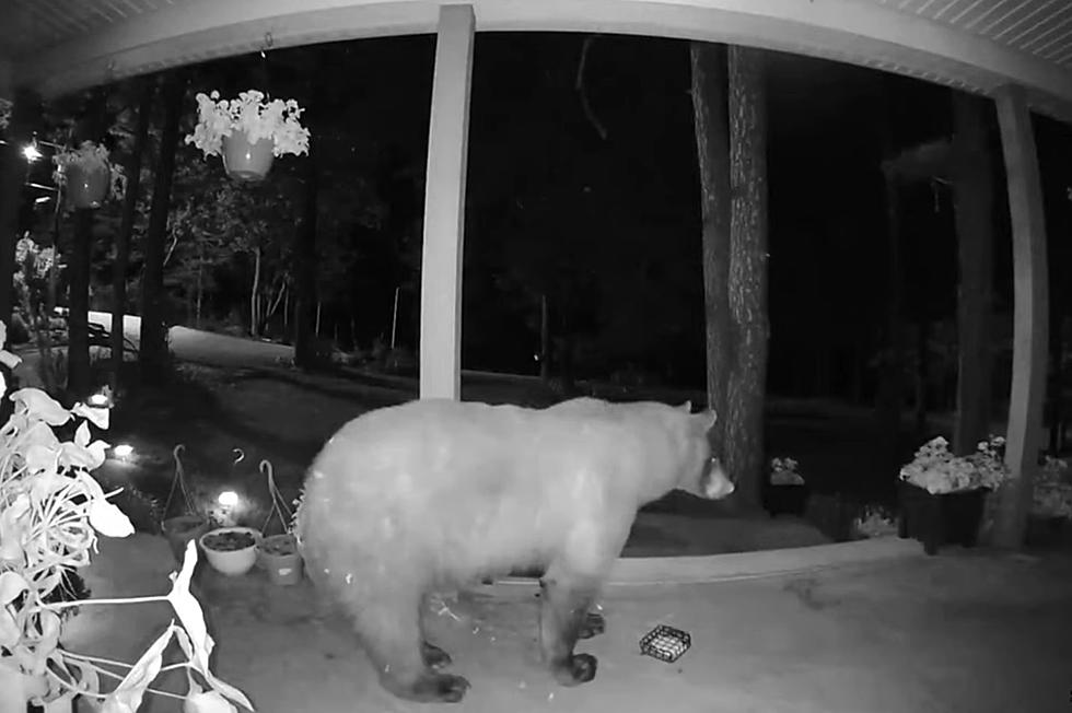 Video Shows a Bear Chowing Down on a Missouri Family’s Porch