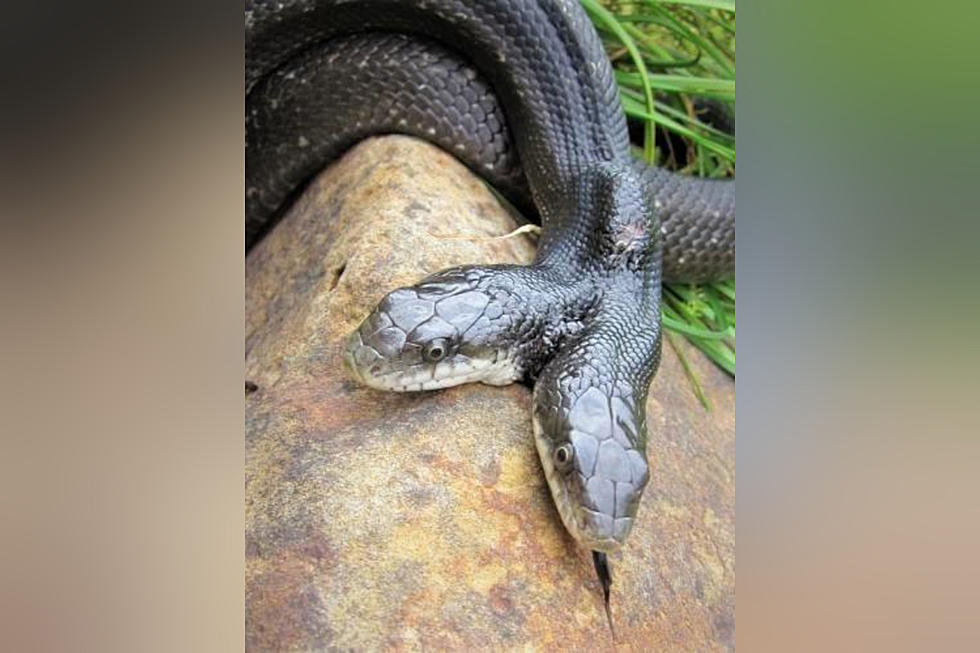 Missouri is Having a Sweet 16 Birthday Party for a 2-Headed Snake