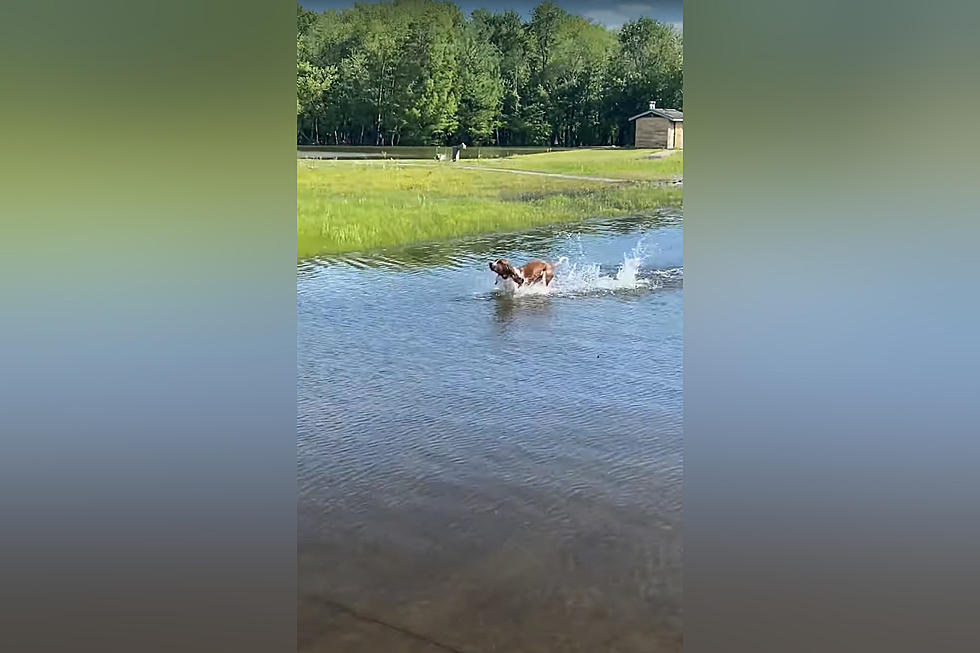 Illinois Bassett Hound Powers Through Huge Puddle Using His Ears