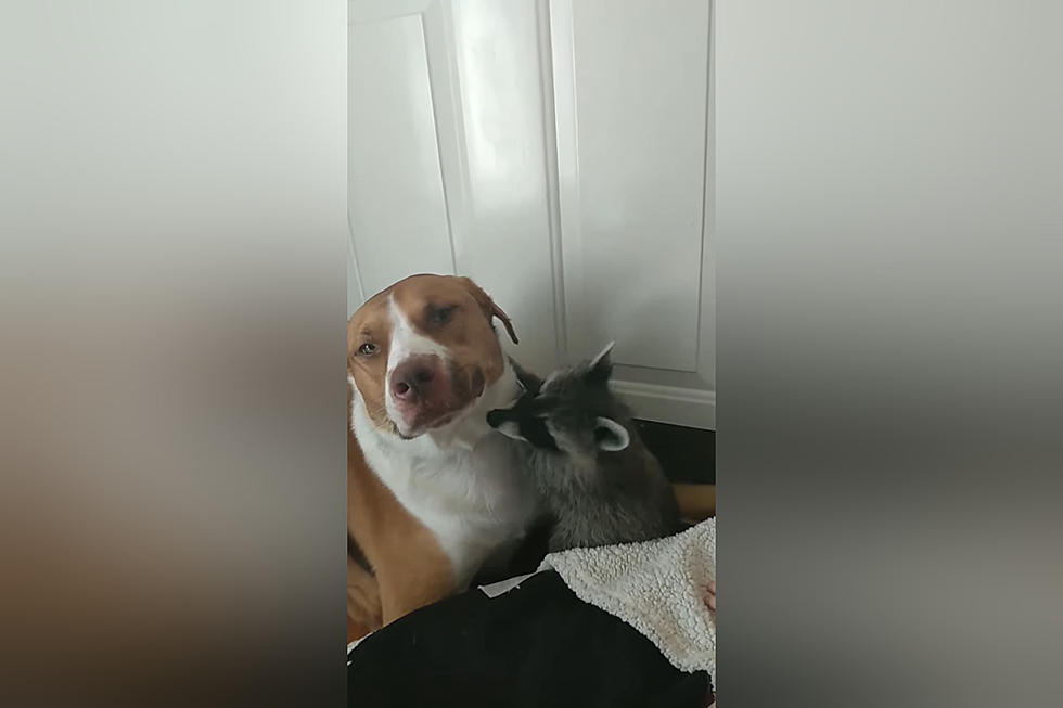 Watch an Illinois Raccoon Who’s Best Friend is a Pit Bull
