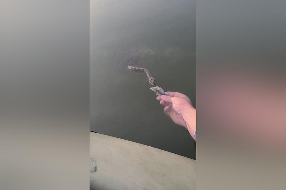 Watch a Crazy Midwestern Fisherman Feed a Snake from his Kayak