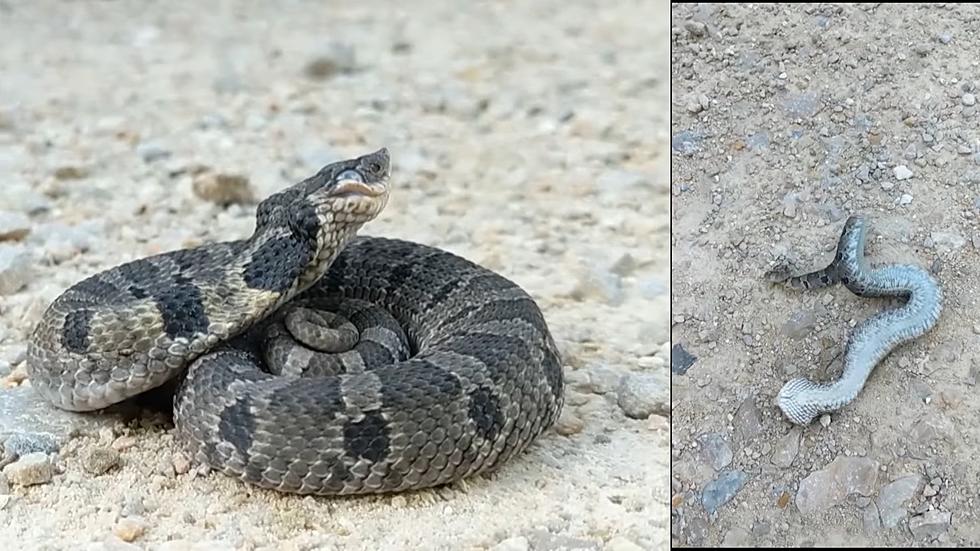 This Missouri Snake Pretends to be Dangerous But Will Play Dead