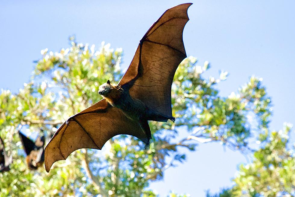 Illinois Man’s Rabies Death a Warning About Bats in Homes