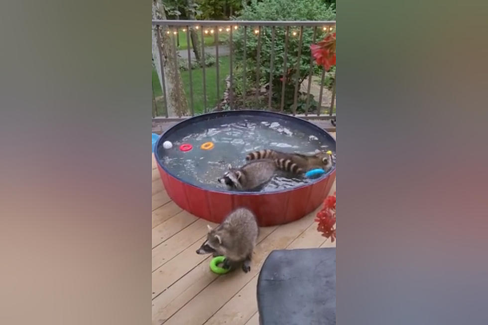 Watch Raccoons Have a Pool Party in a Missouri Family’s Backyard