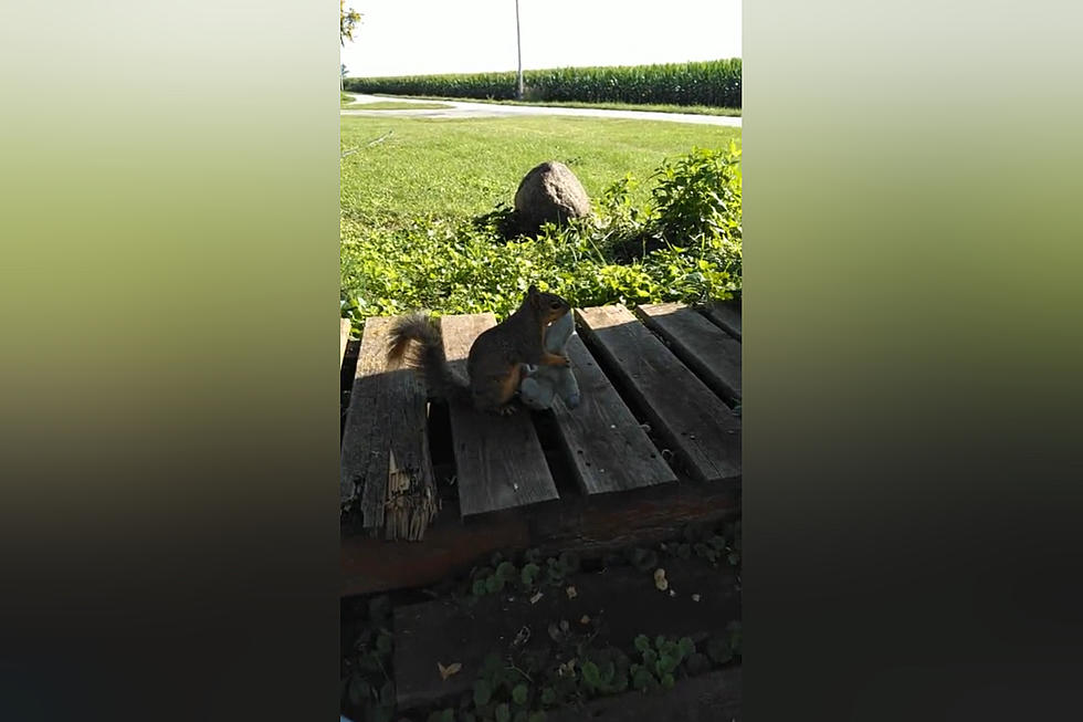 Illinois Family Shares Video of Squirrel Attacking a Toy Unicorn