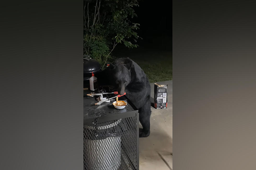 Watch a Bear Who Has the BBQ Fired Up and He’s Chowing Down