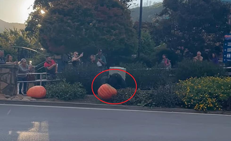 Watch Clueless Tourists Get THIS Close to a Bear Eating a Pumpkin