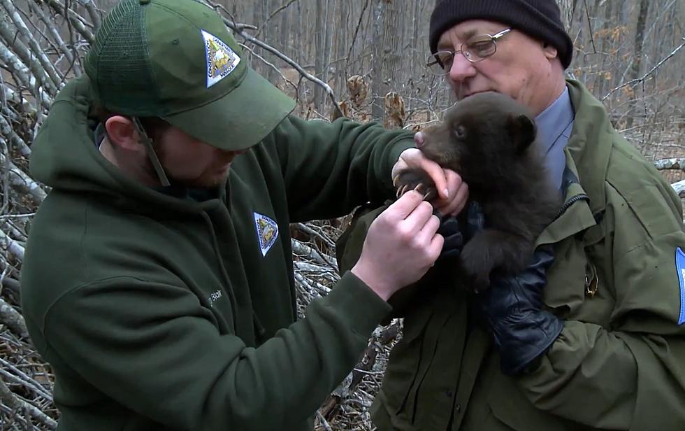 Whatever Happened to Missouri’s Black Bear Project?
