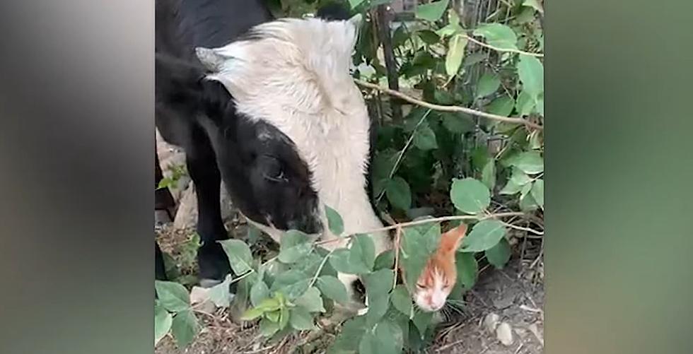 This Midwestern Cow Named Hershey is Best Friends with a Cat