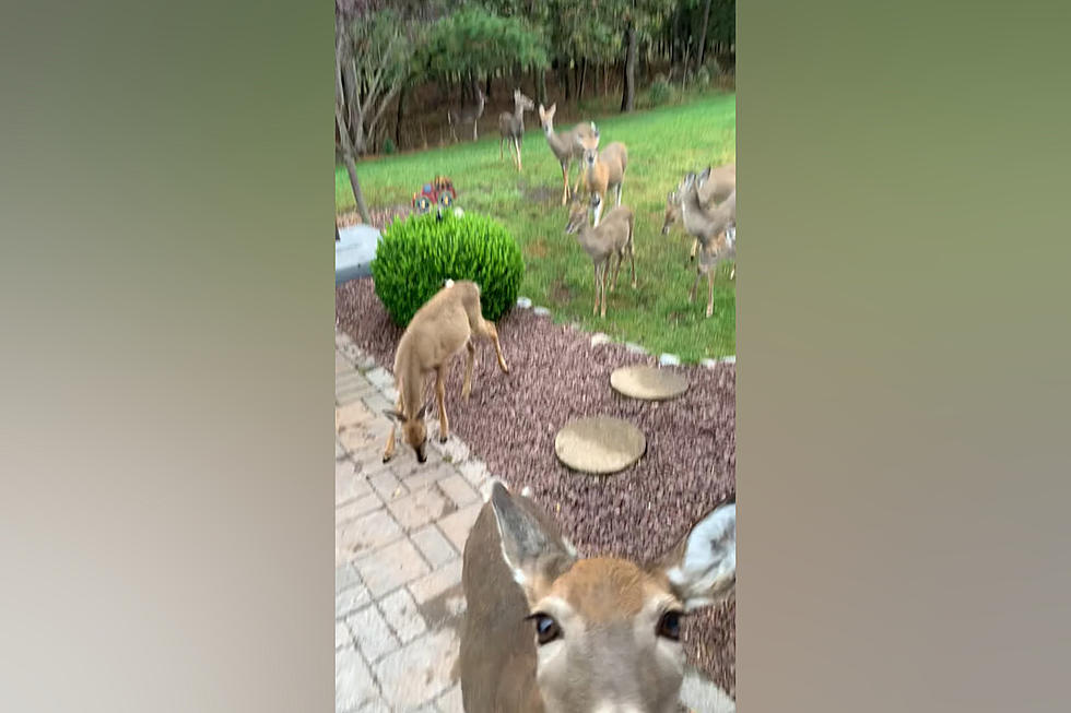 Family Shares Video of an Entire Herd of Deer at their Back Door