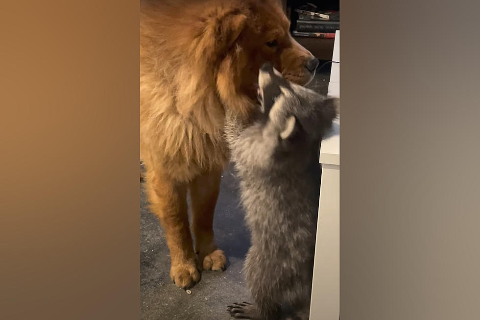This Missouri Dog and Raccoon Have Become Fast Friends