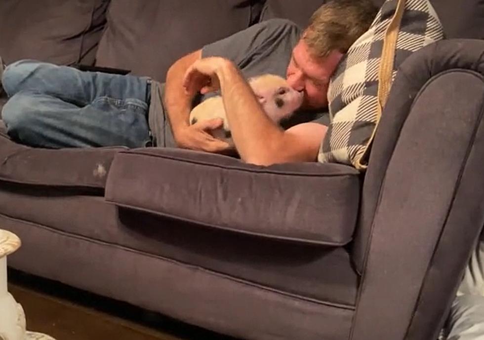 Defiant Missouri Piglet Refuses to Stay Off the Family Sofa