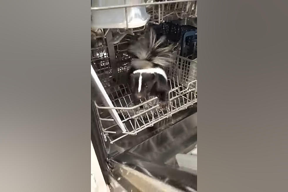 Midwest Family Opens Their Dishwasher and Finds a Skunk