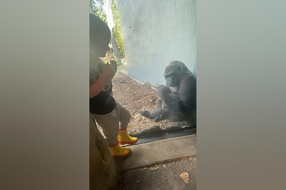 Watch a St. Louis Zoo Gorilla Perfectly Mimic a Little Boy