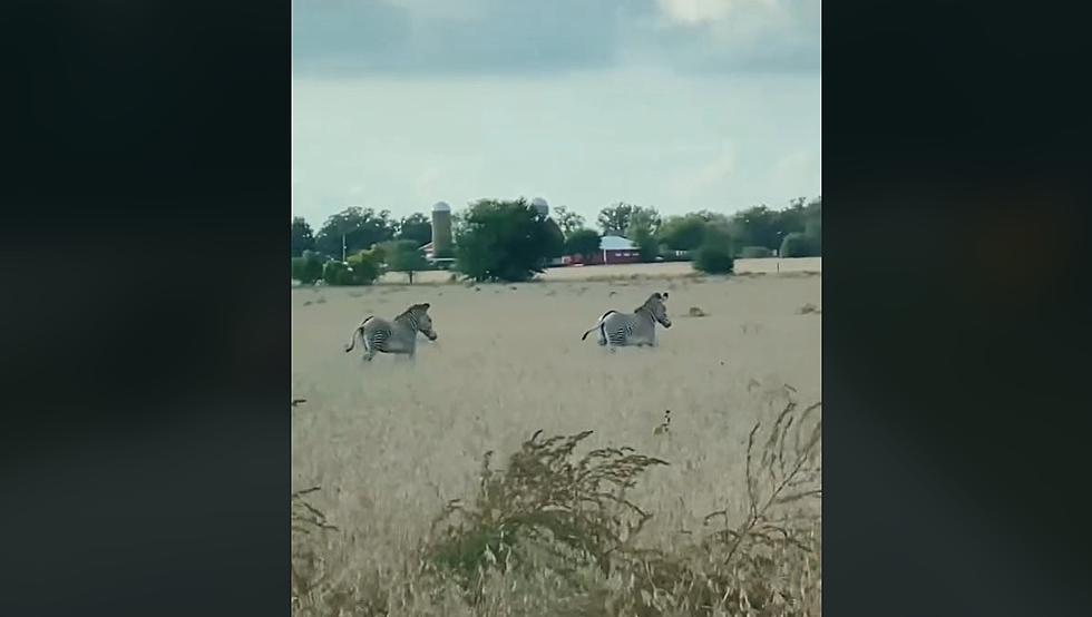 Wild Video Shows Zebras Who Escaped from an Illinois Pumpkin Farm