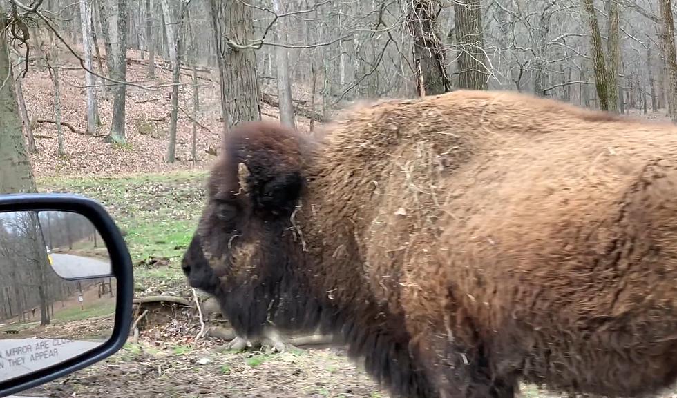Missouri’s Lone Elk Park Lets You Get THIS Close to a Huge Bison