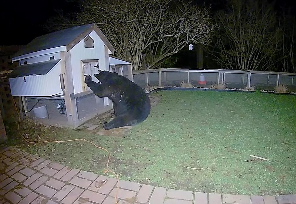 Bear Tries to Break Into Chicken Coop, Foiled By Woman’s Scream