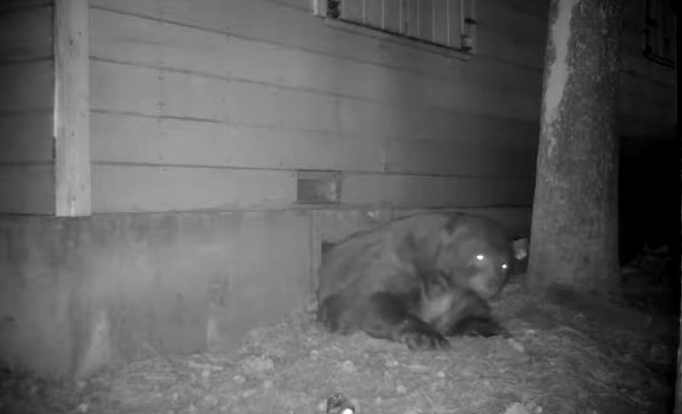 Trail Cam Shows a 500 Pound Bear Fit Through a 14 Inch Crawlspace