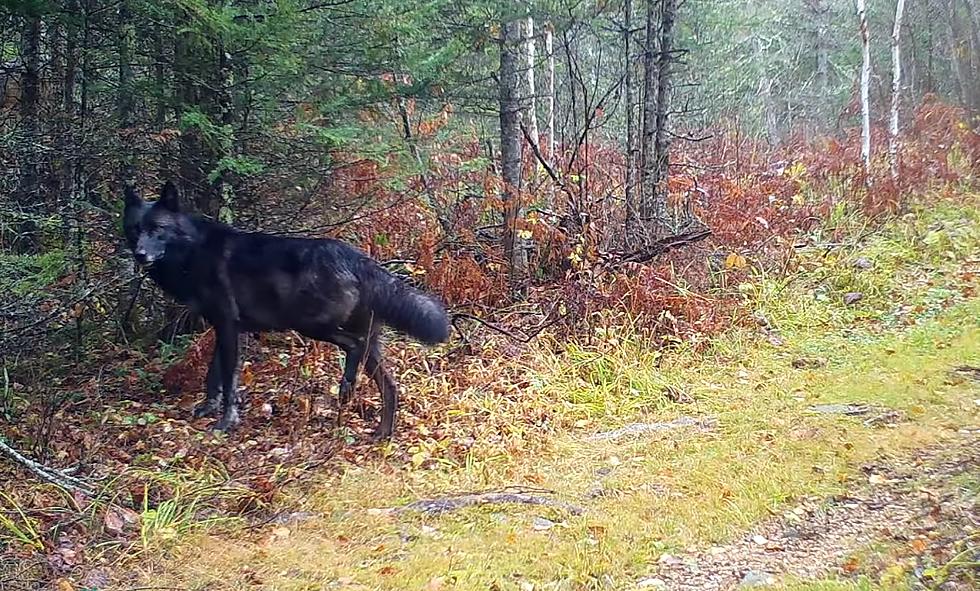 Midwestern Trail Cam Captures Almost Entirely Black Wolf Pack