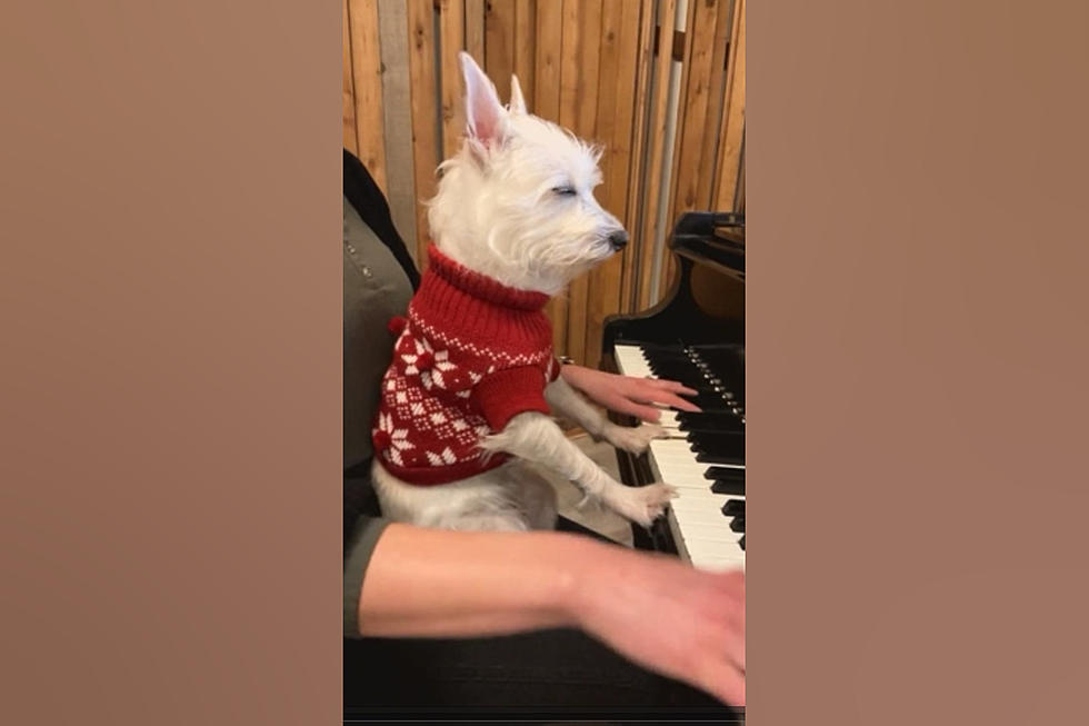 Illinois Dog named Bradford &#8220;Loves&#8221; His Owner&#8217;s Piano Playing