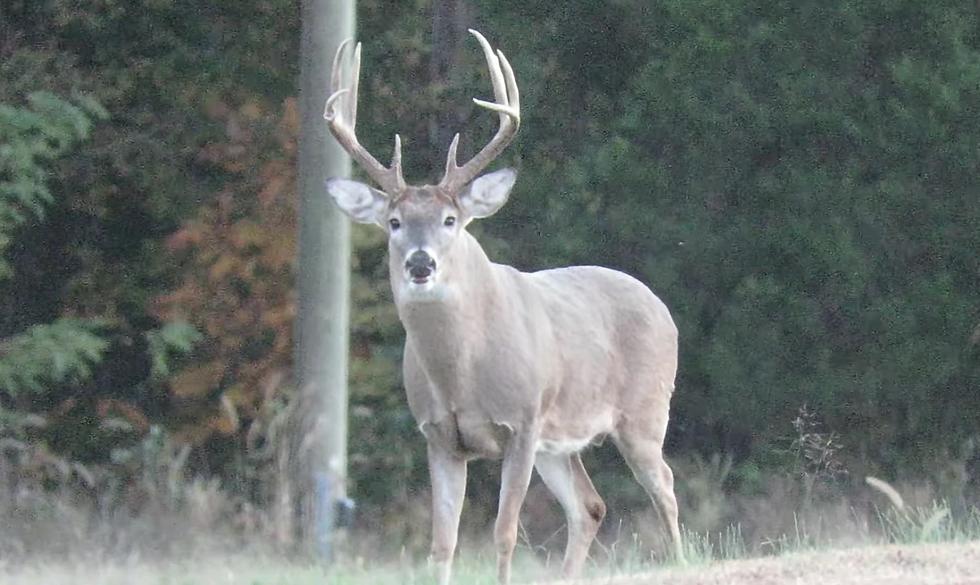 Drooling Illinois Buck Stared Down a Photographer for 10 Minutes