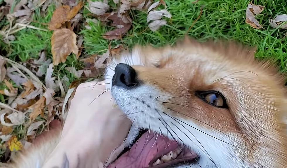 Watch This Fox Get Tickled Then Adopt Him (If You’re in Missouri)