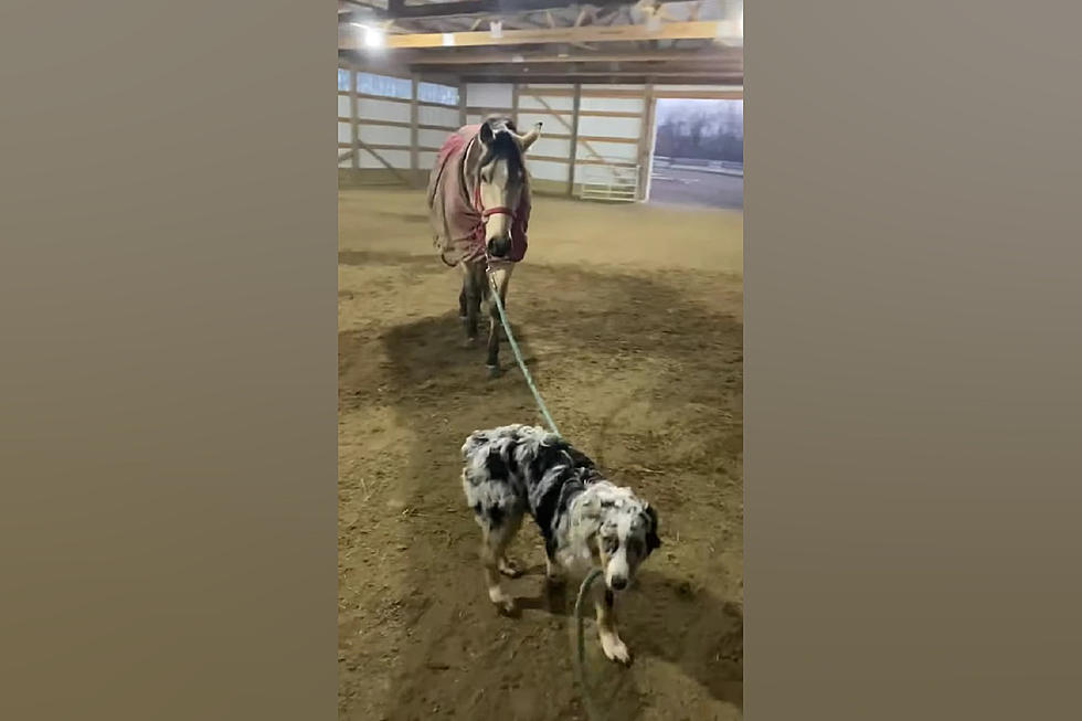 Midwest Dog Named Jack Takes His Horse Named Clyde for a Walk