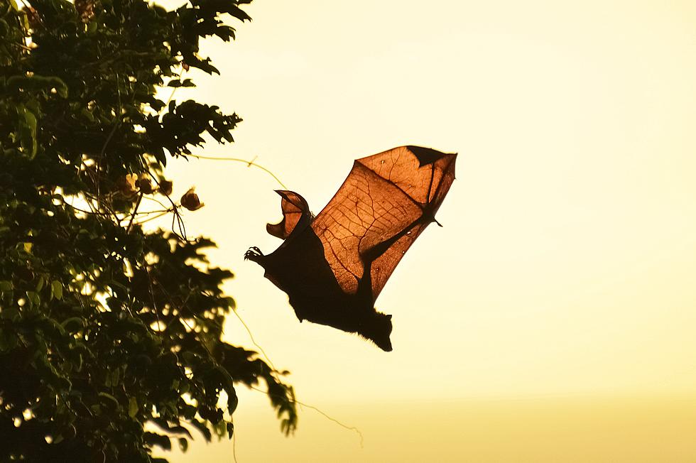 A Sober Missouri Man Claims He Saw a Bat with 10 Foot Wings