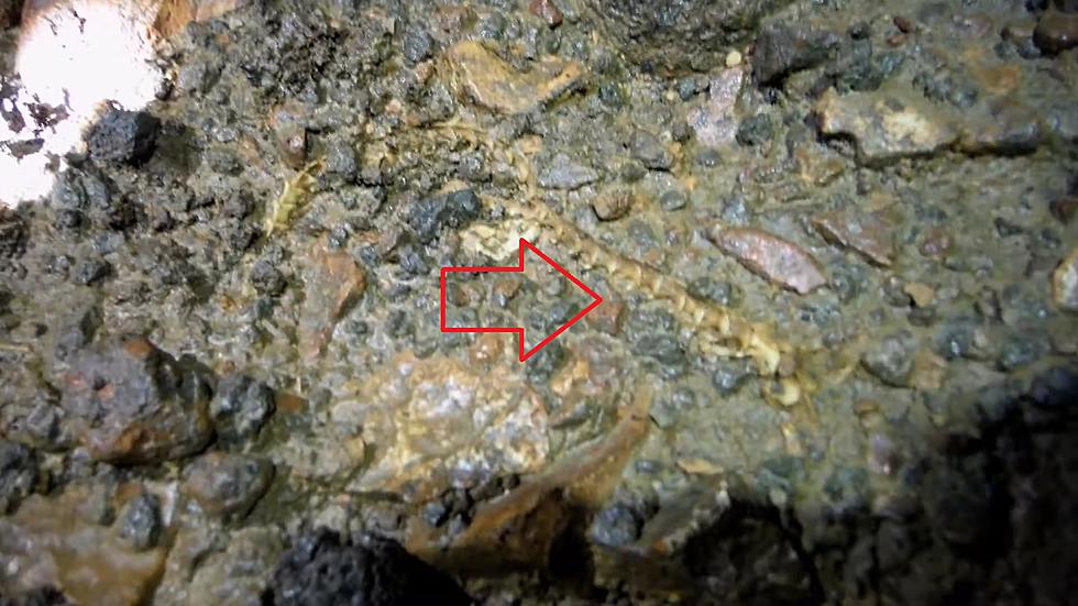 Explorers Find Unmapped Missouri Cave with Snake Skeletons Inside
