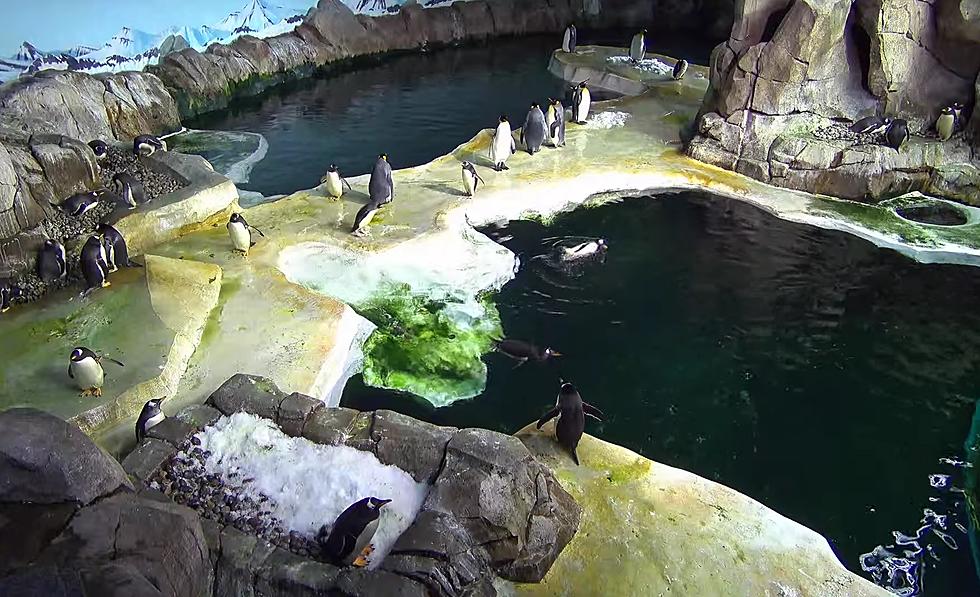 Kansas City Zoo Lets You Watch Missouri Penguins Online Anytime