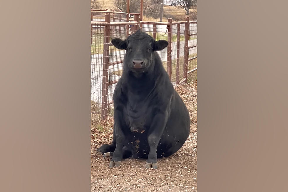 This Black Angus Bull Named &#8220;Bocephus&#8221; Will Sit on Command