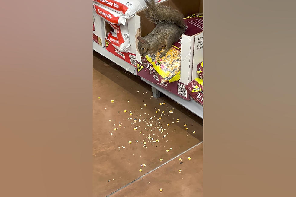 Shopper Shares Video of Squirrel in Walmart Living Best Life Ever