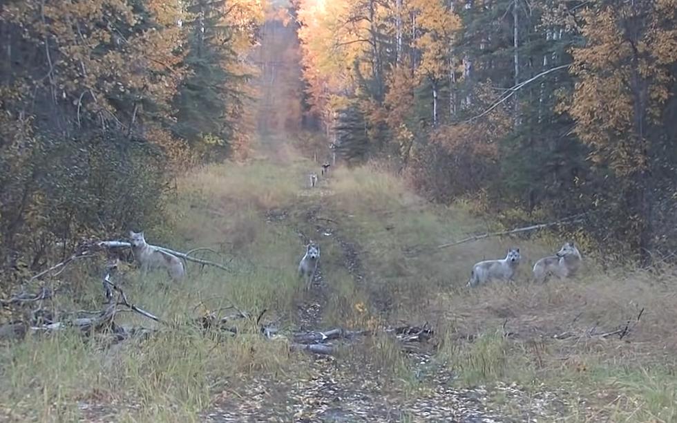 Watch Hunters Call in Elk then Get Surrounded By a Wolf Pack