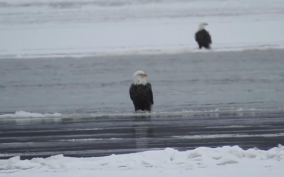 Watch Bald Eagles Cruise Down the Mississippi River on Ice Blocks