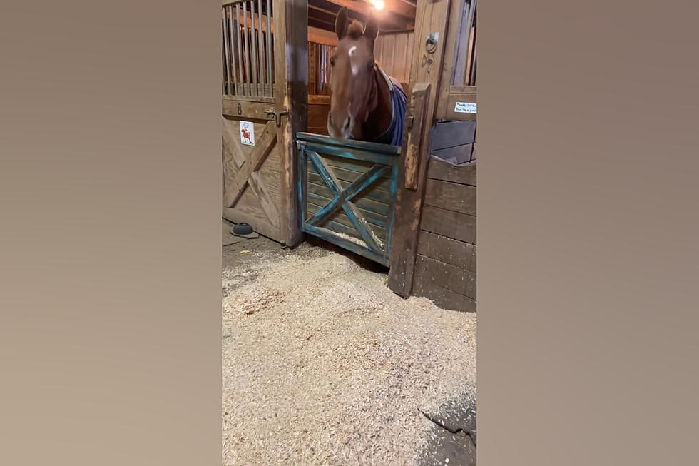 Video Proves this Horse Named Bentley is Most Honest Animal Ever