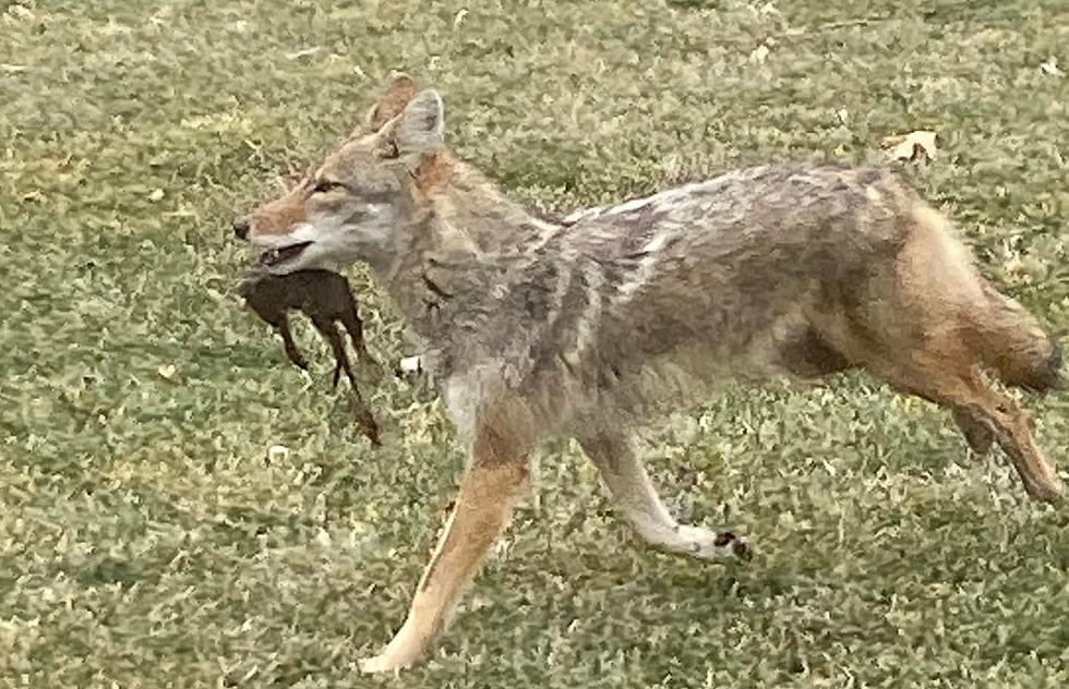 Beware Small Pet Owners – A Coyote Has Been Spotted in Quincy