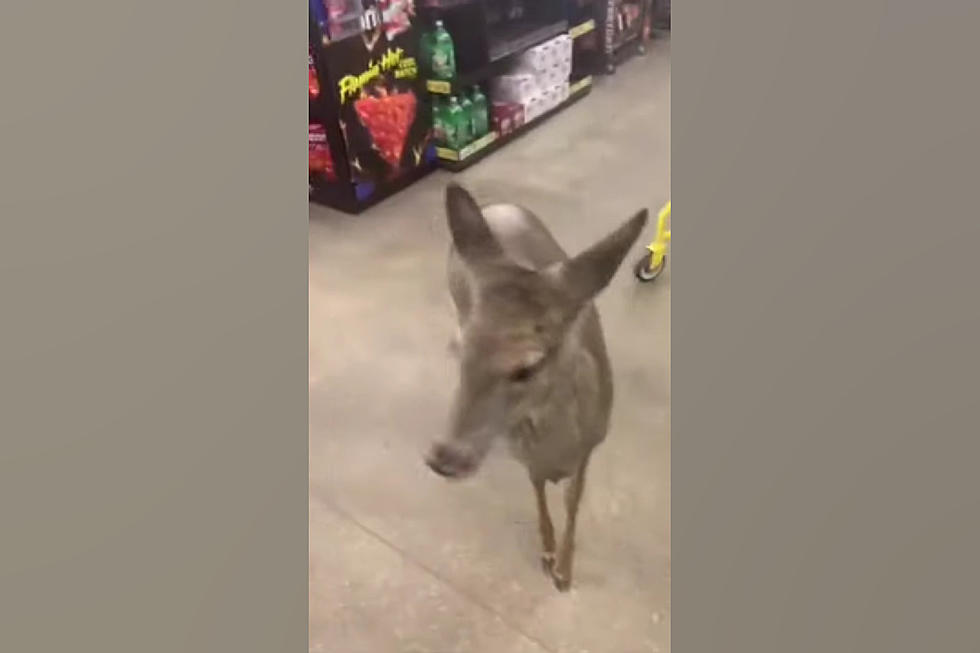 Customers Gently Calm Down Scared Deer in Missouri Dollar General