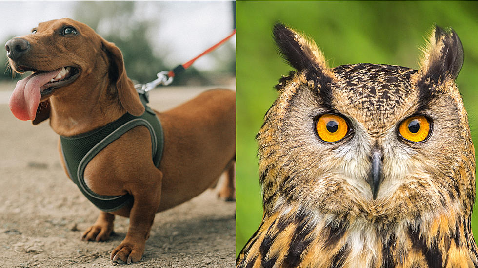 Missouri Dachshund Carried a Mile Away by Owl, Survives