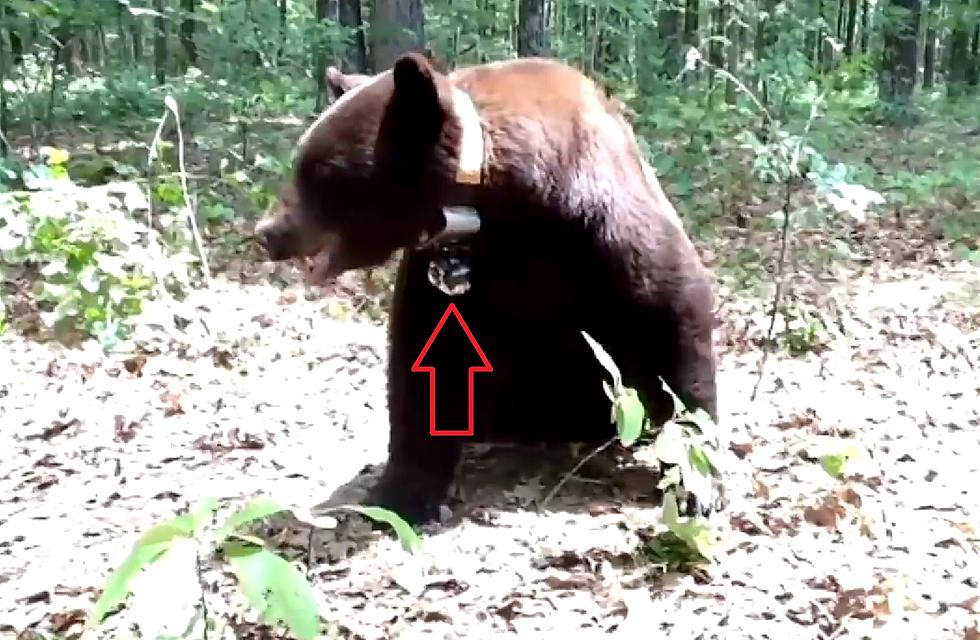 Missouri &#8220;Bear Cam&#8221; Lets You See Life Thru the Jaws of a Bear
