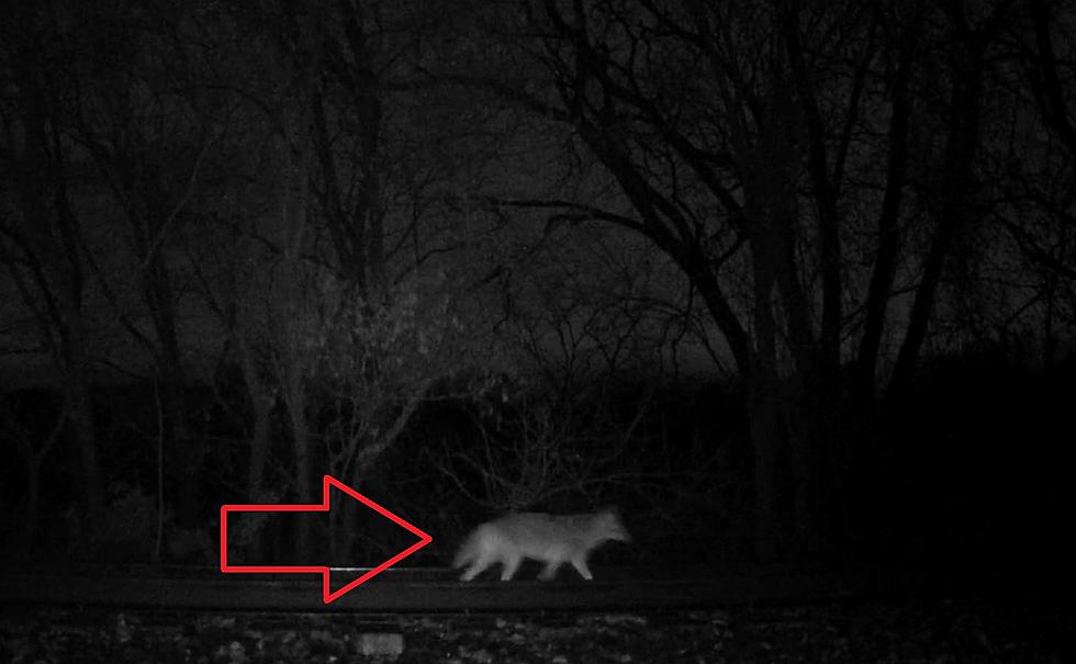 Trail Cam Near St. Louis Shows a Coyote or is It a Wolf?
