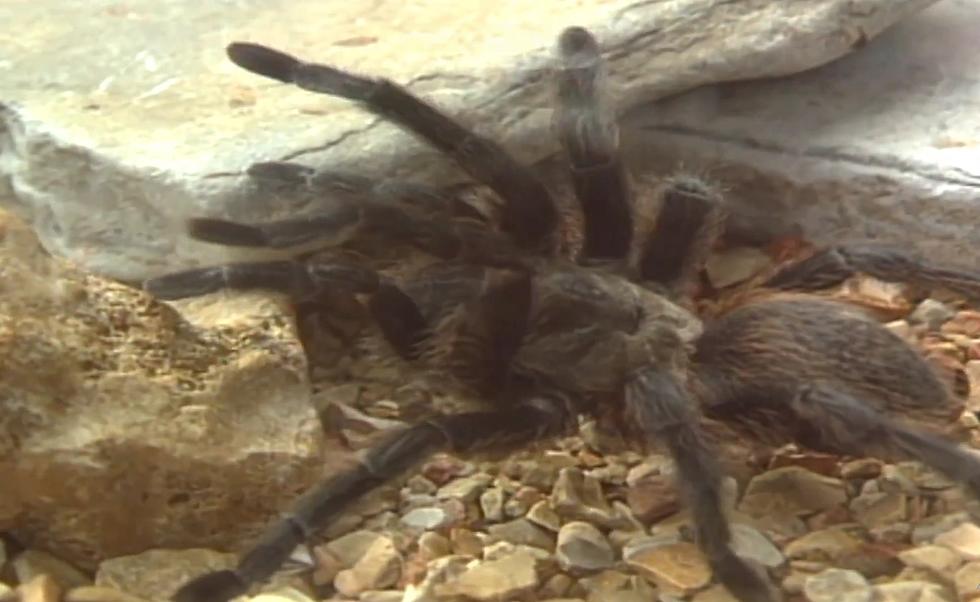 Yes, There are Tarantulas in Missouri and You Shouldn&#8217;t Fear Them