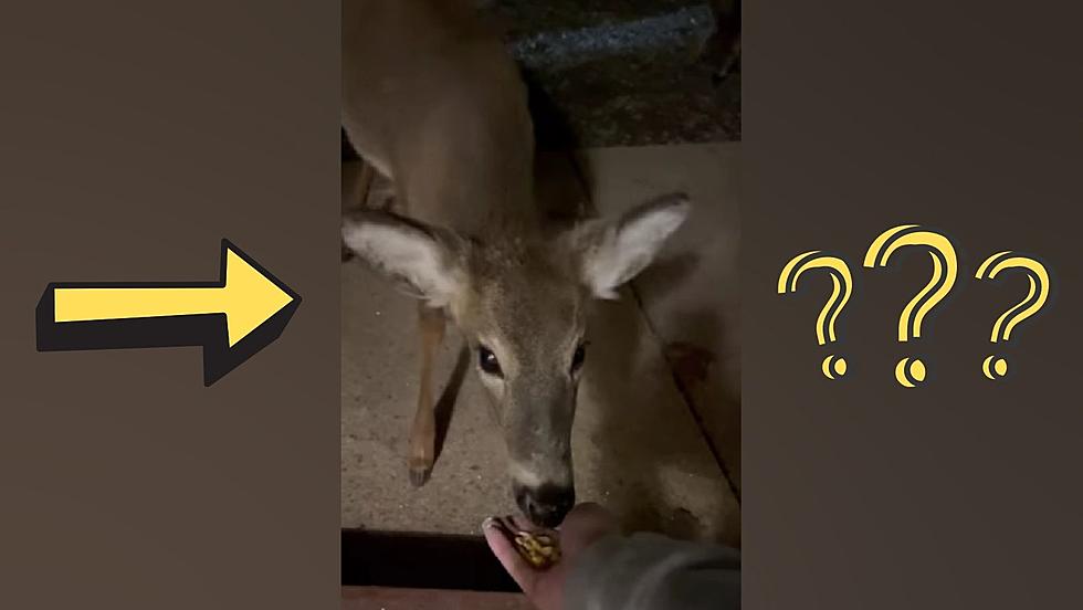 Is It Good or Bad This Person is Hand-Feeding a Herd of Deer?